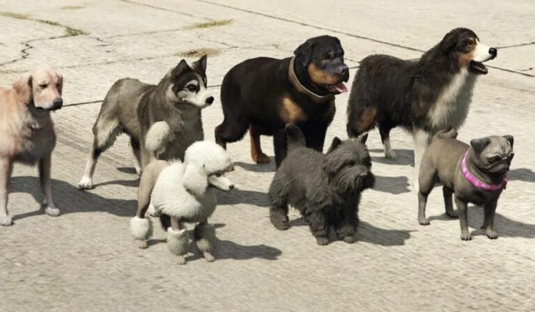 ¿Mascotas en GTA 6? Rockstar deja pistas con una nueva función en GTA Online