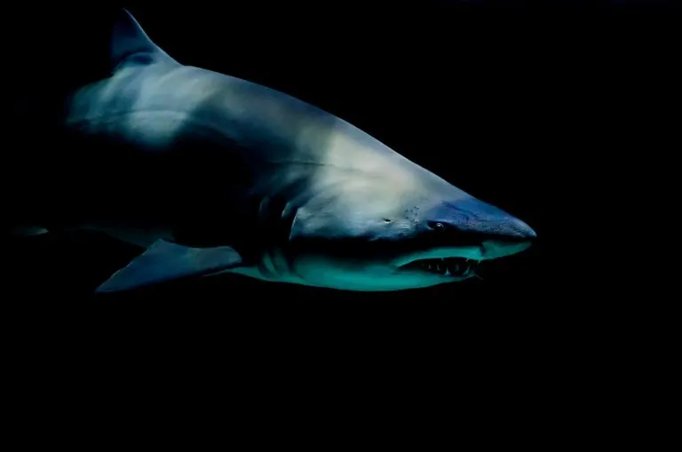 Películas de tiburones con historias de supervivencia, suspenso y terror en mar abierto